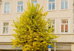 Heidelberg , Ladenlokal, Gastronomie mieten oder kaufen