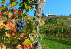 Meißen , Ladenlokal, Gastronomie mieten oder kaufen