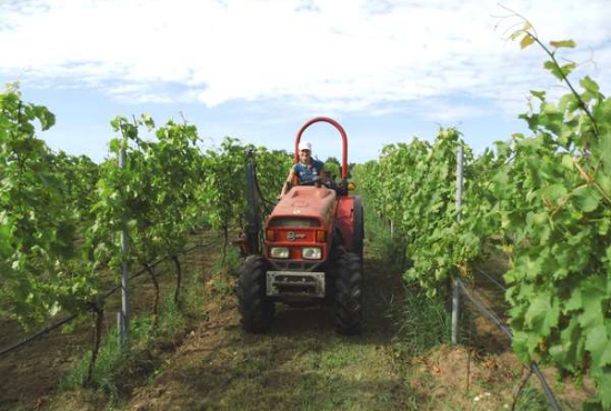 Werder (Havel) OT Töplitz Am Alten Weinberg, Ladenlokal, Gastronomie mieten oder kaufen